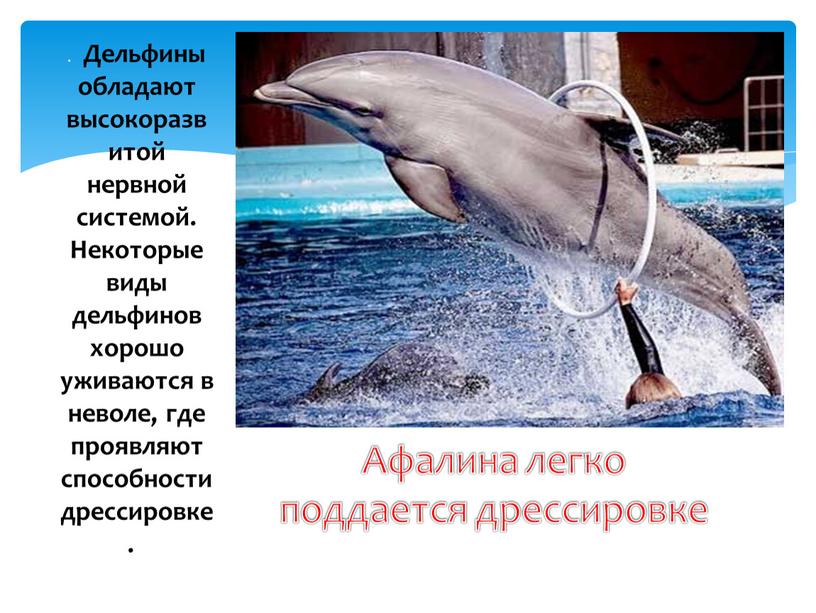 Дельфины обладают высокоразвитой нервной системой
