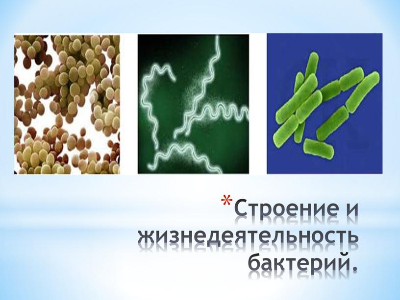 Строение и жизнедеятельность бактерий