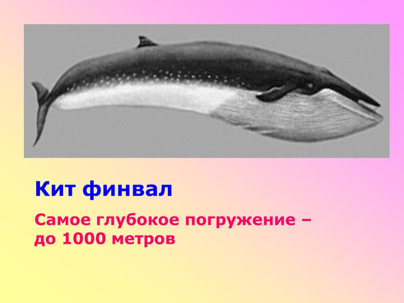 Кит финвал Самое глубокое погружение – до 1000 метров