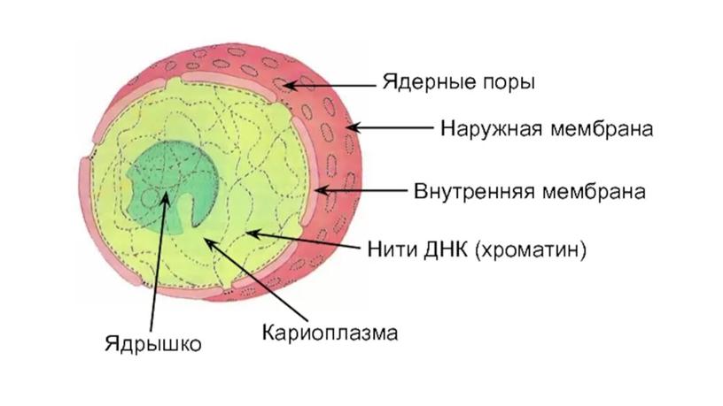 Биология: Презентация 10 класс "Ядро. Хромосомы"