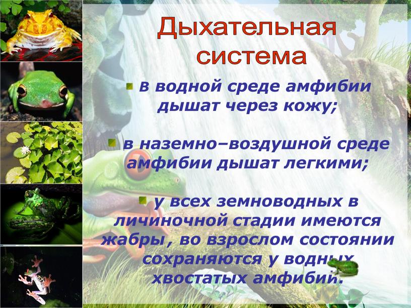 В водной среде амфибии дышат через кожу; в наземно–воздушной среде амфибии дышат легкими; у всех земноводных в личиночной стадии имеются жабры , во взрослом состоянии…