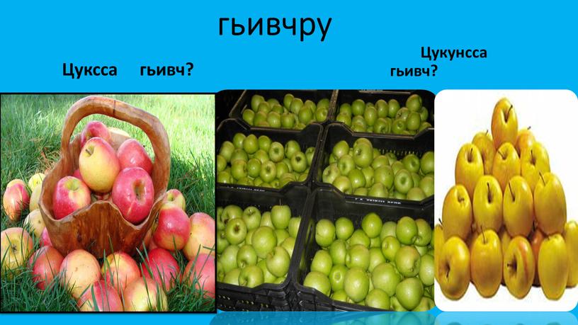 Цуксса гьивч? Цукунсса гьивч?