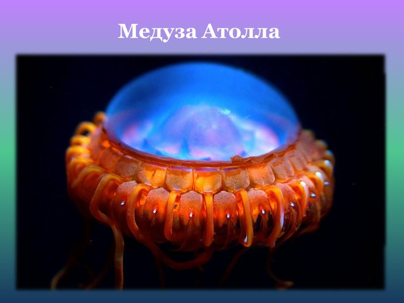 Медуза Атолла
