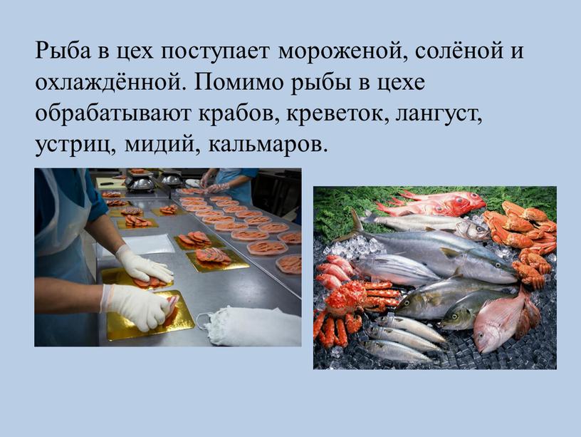 Рыба в цех поступает мороженой, солёной и охлаждённой