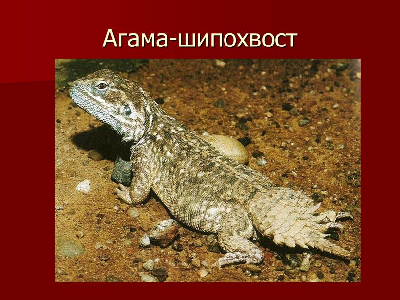 Агама-шипохвост