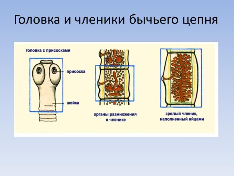 Головка и членики бычьего цепня