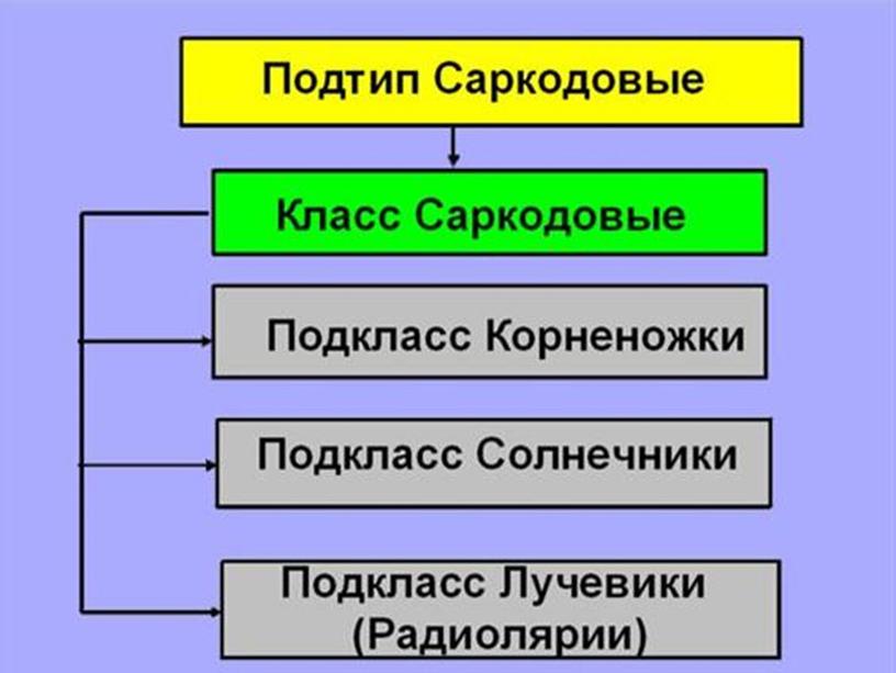 Презентация по биологии 7 класс "Общая характеристика простейших"