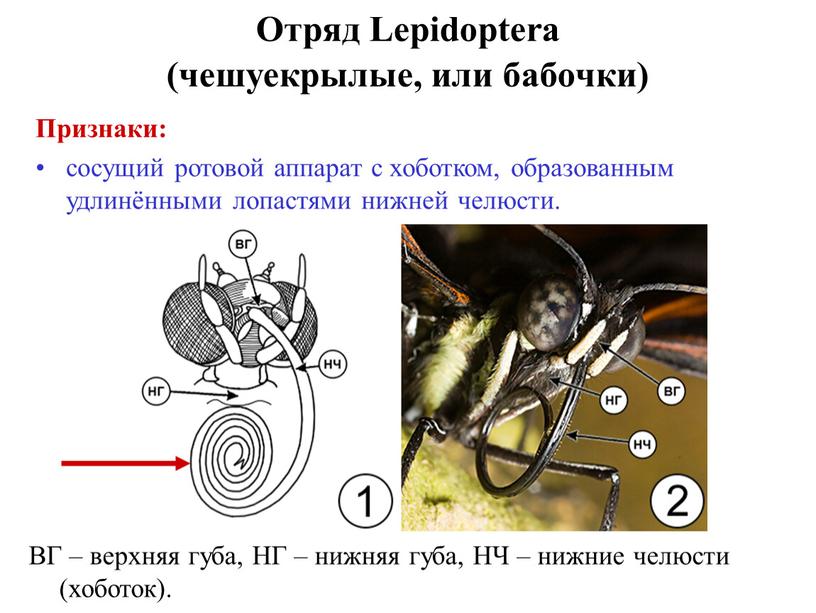 Признаки: сосущий ротовой аппарат с хоботком, образованным удлинёнными лопастями нижней челюсти