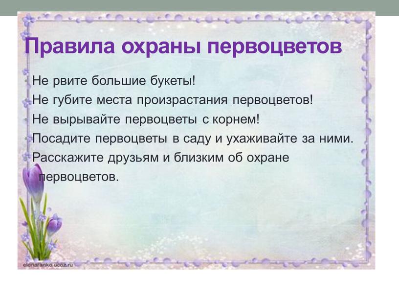 Правила охраны первоцветов Не рвите большие букеты!