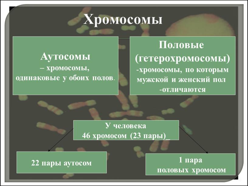 Хромосомы Аутосомы – хромосомы, одинаковые у обоих полов