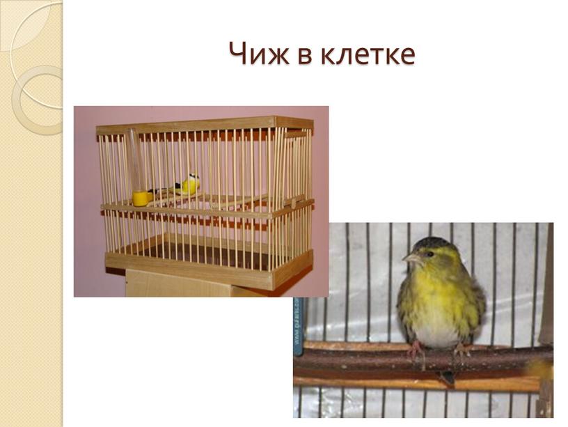 Чиж в клетке