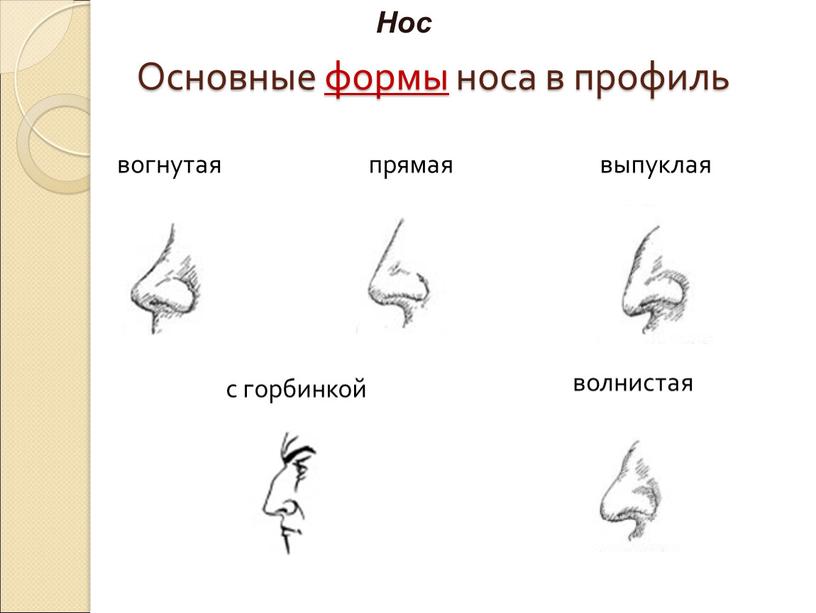 Основные формы носа в профиль вогнутая с горбинкой волнистая прямая выпуклая