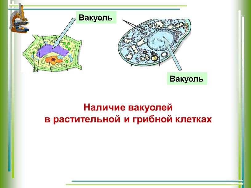 Наличие вакуолей в растительной и грибной клетках