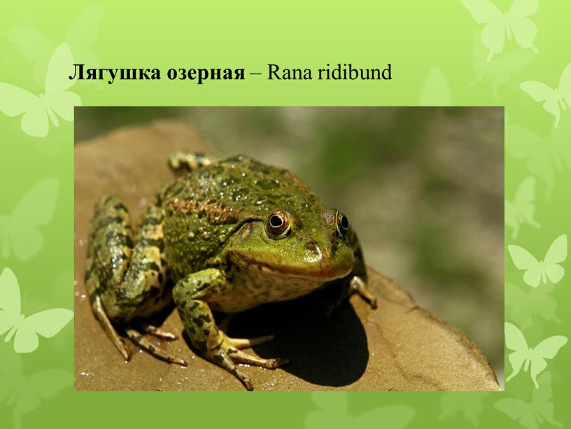 Лягушка озерная – Rana ridibund