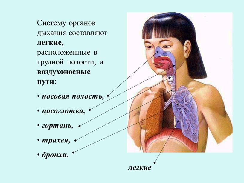 Систему органов дыхания составляют легкие, расположенные в грудной полости, и воздухоносные пути : носовая полость, носоглотка, гортань, трахея, бронхи