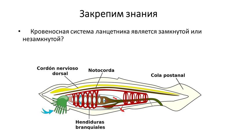 Закрепим знания Кровеносная система ланцетника является замкнутой или незамкнутой?