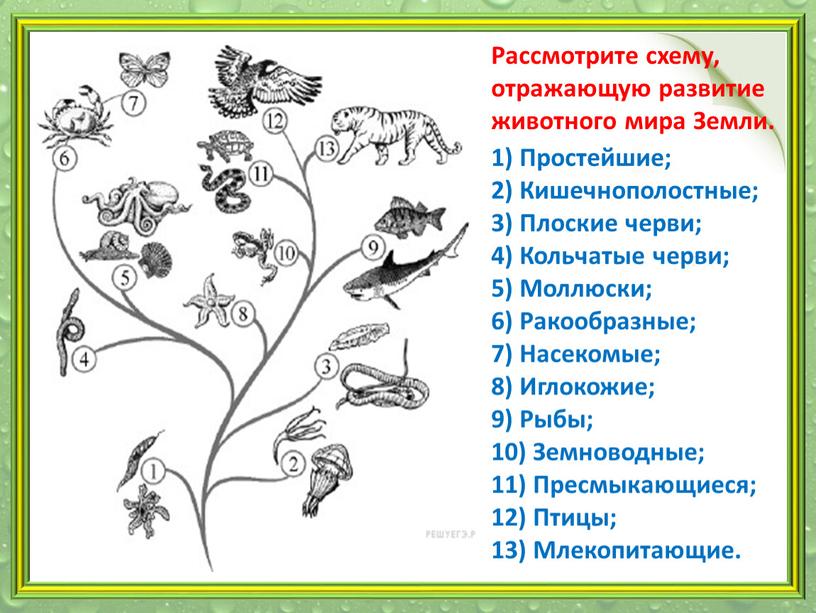 Рассмотрите схему, отражающую развитие животного мира