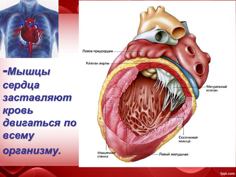 Мышцы сердца заставляют кровь двигаться по всему организму