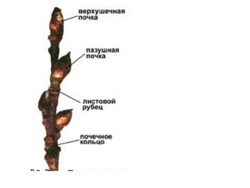 Строение почек растений, 6 класс, биология