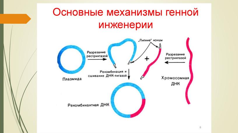 Презентация по теме "Селекция"