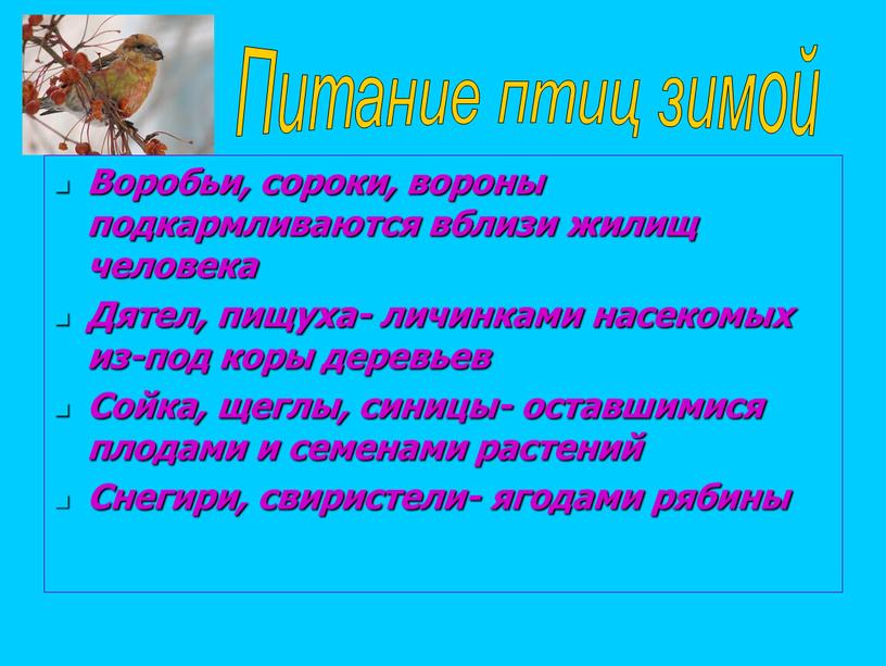 Воробьи, сороки, вороны подкармливаются вблизи жилищ человека