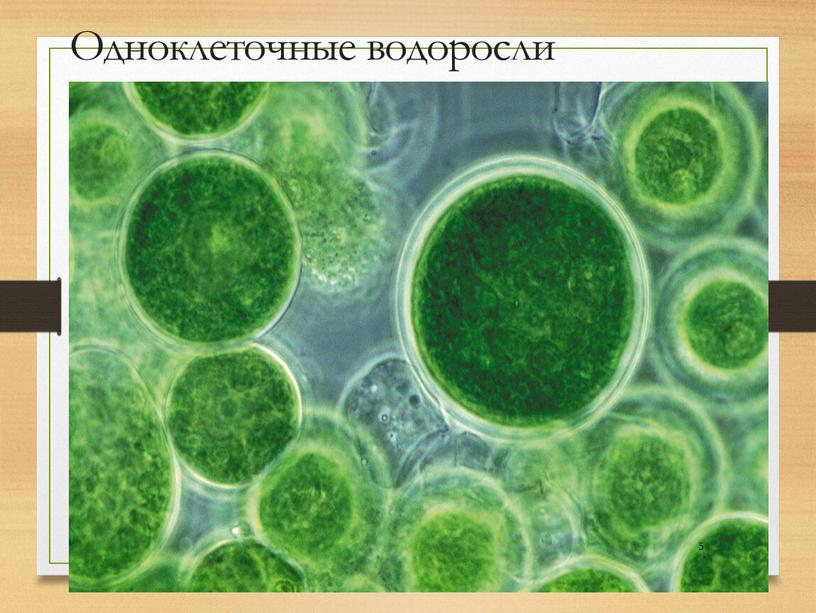 Одноклеточные водоросли 5