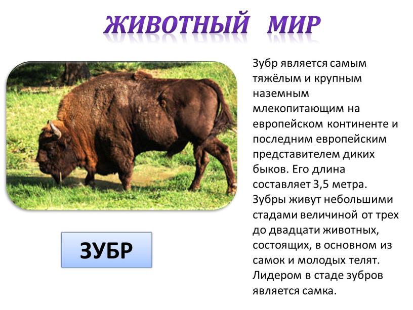 Зубр является самым тяжёлым и крупным наземным млекопитающим на европейском континенте и последним европейским представителем диких быков