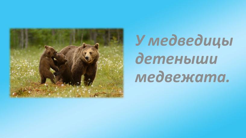 У медведицы детеныши медвежата