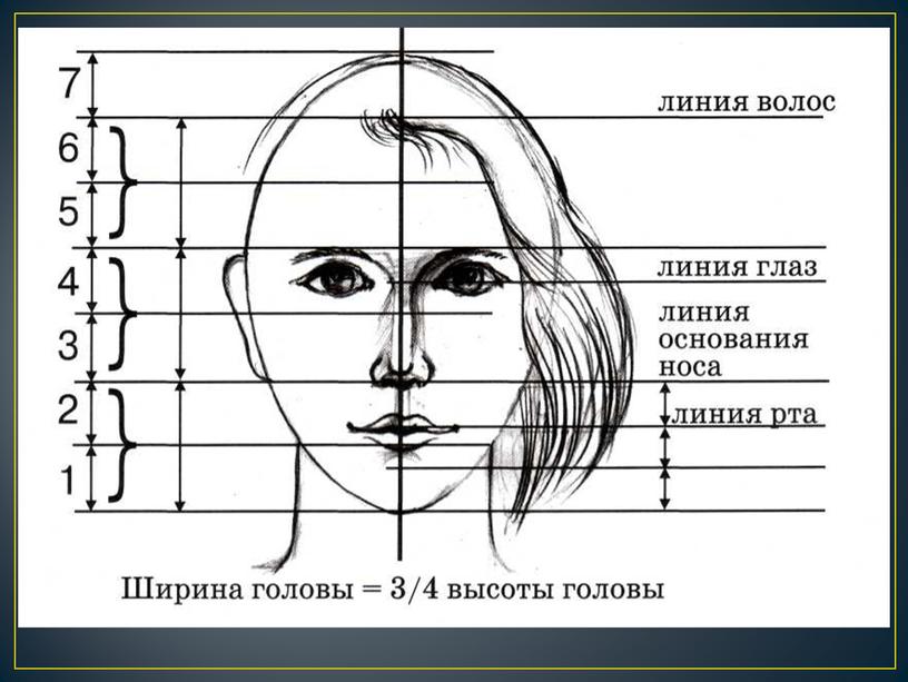 Презентация по теме "Конструкция головы человека"