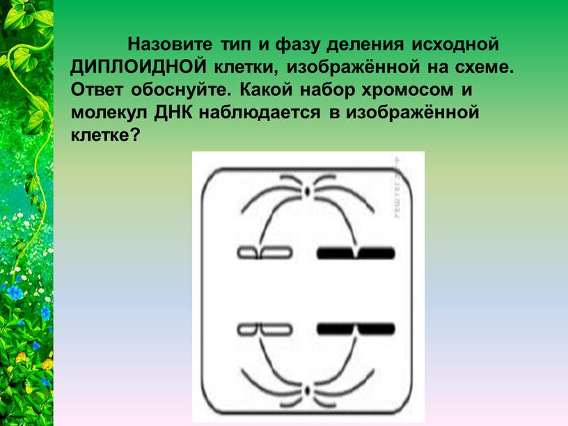 Назовите тип и фазу деления исходной