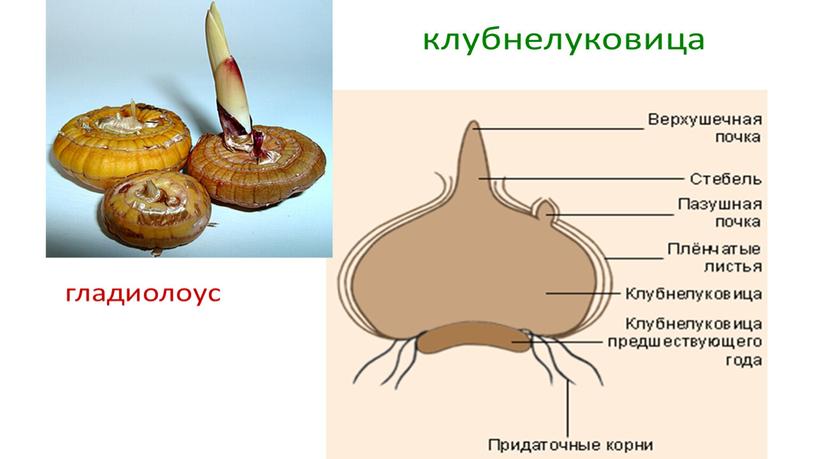 Размножение и оплодотворение растений. Вегетативное размножение