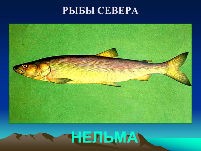 РЫБЫ СЕВЕРА НЕЛЬМА