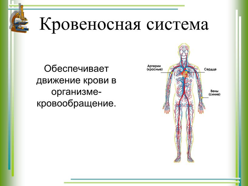 Кровеносная система Обеспечивает движение крови в организме- кровообращение