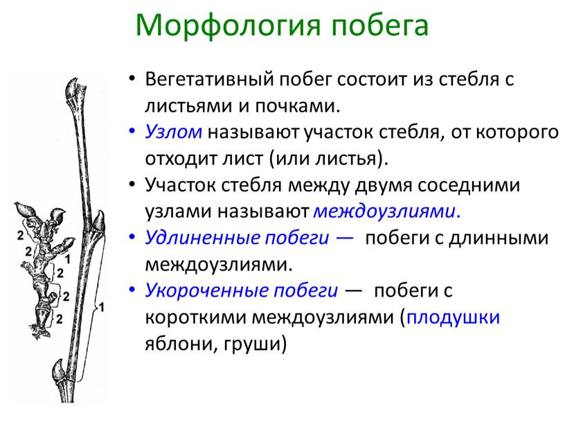 Вегетативный побег состоит из стебля с листьями и почками