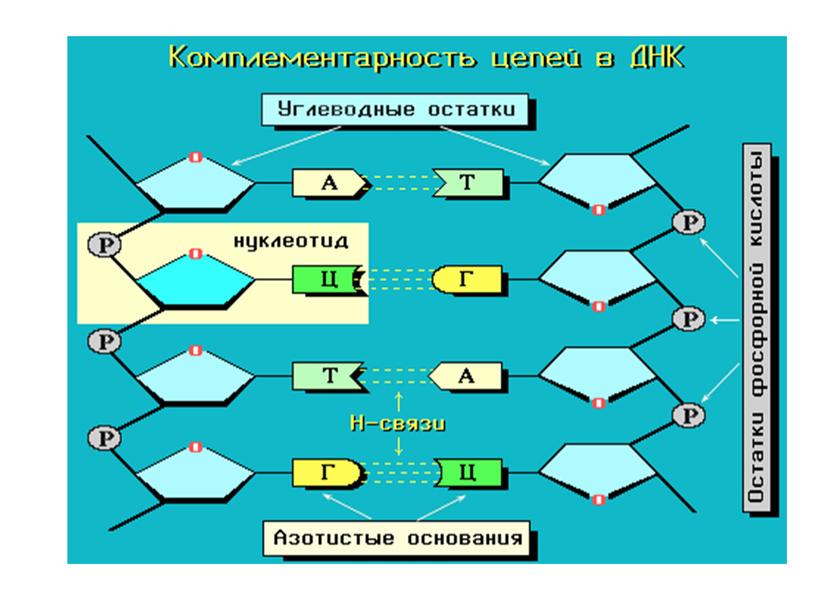 Нуклеиновые кислоты