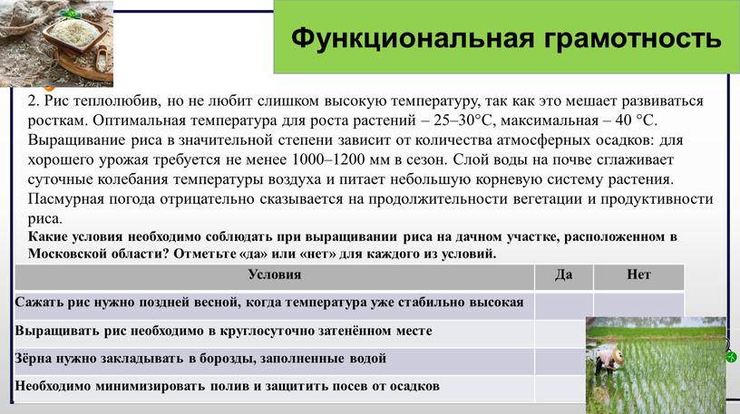 Рис теплолюбив, но не любит слишком высокую температуру, так как это мешает развиваться росткам