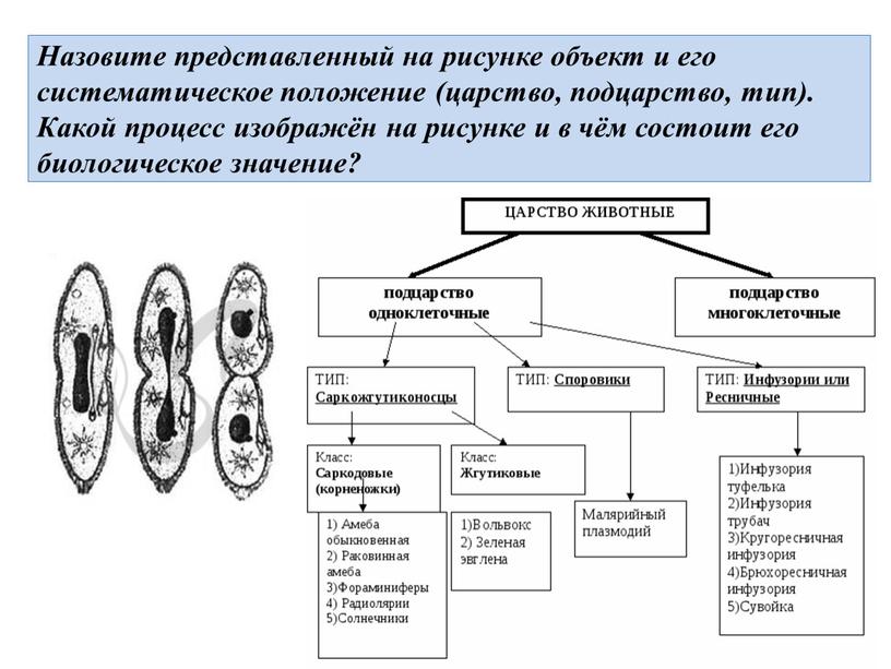 Назовите представленный на рисунке объект и его систематическое положение (царство, подцарство, тип)