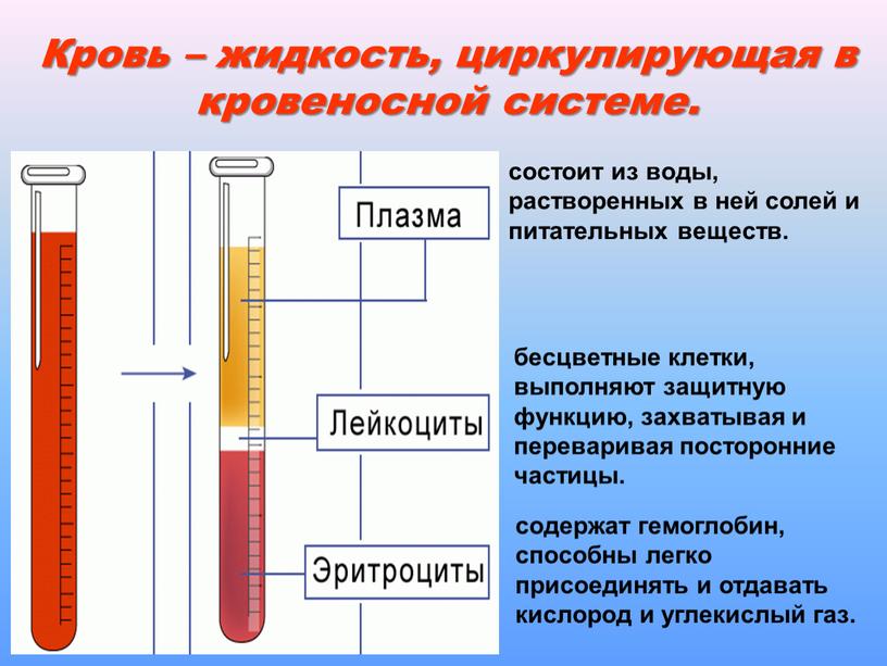 Кровь – жидкость, циркулирующая в кровеносной системе