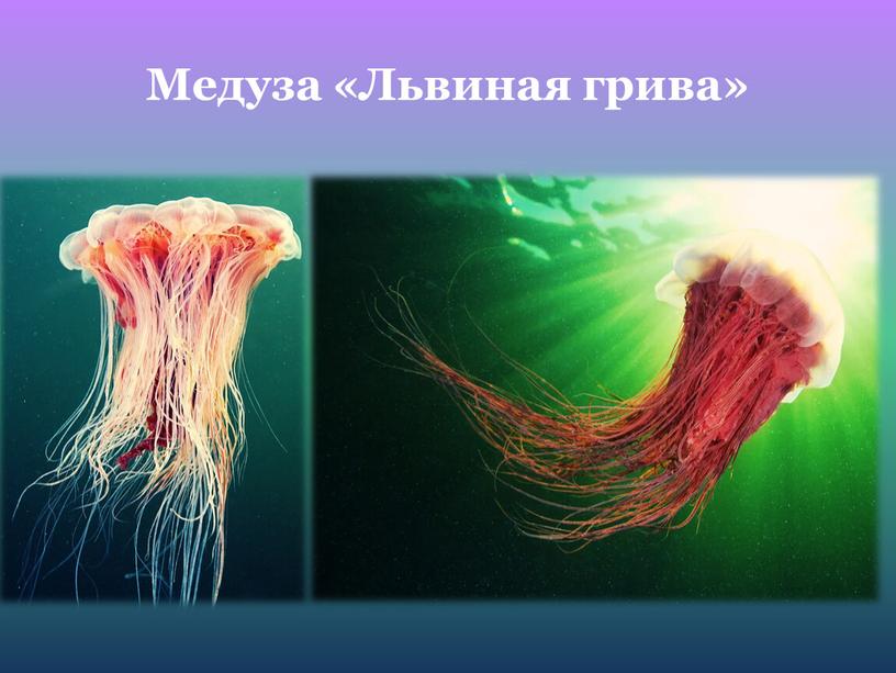 Медуза «Львиная грива»