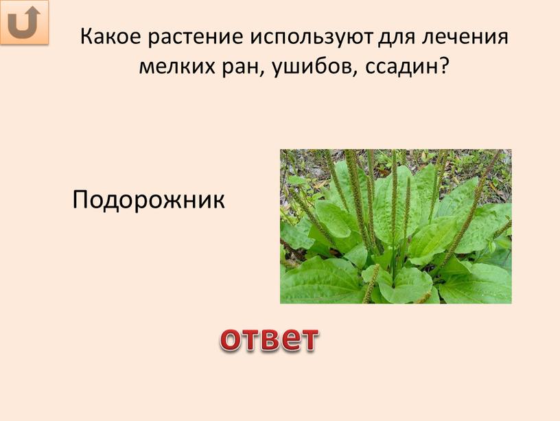 Какое растение используют для лечения мелких ран, ушибов, ссадин?