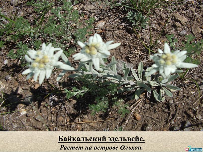 Байкальский эдельвейс. Растет на острове
