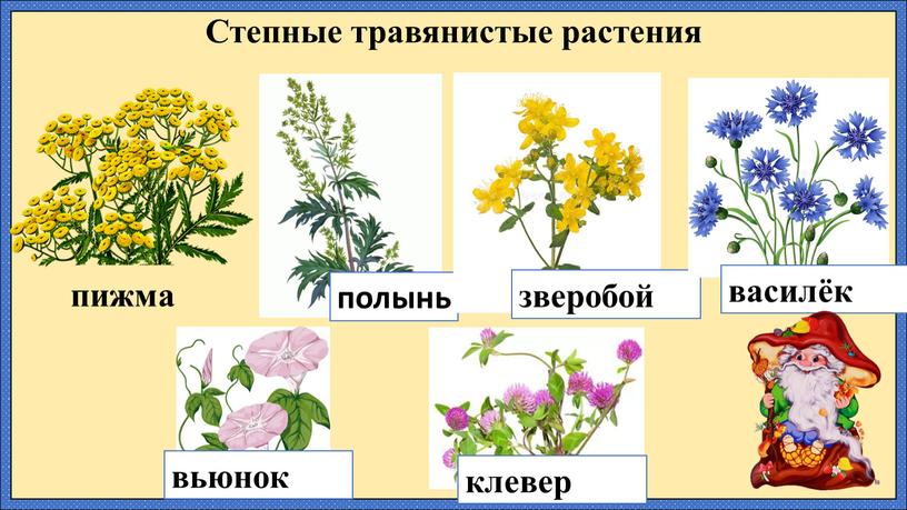 Степные травянистые растения пижма полынь зверобой василёк вьюнок клевер