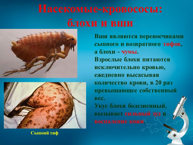 Насекомые-кровососы: блохи и вши