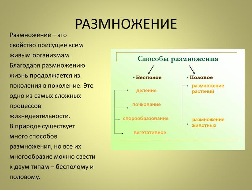 На рисунке изображен процесс иллюстрирующий присущее всем живым организмам свойство