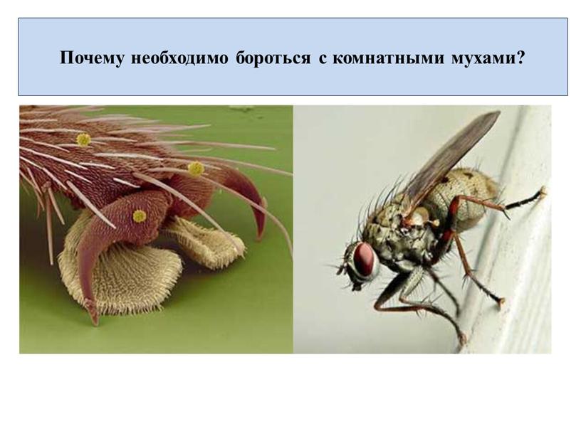 Почему необходимо бороться с комнатными мухами?