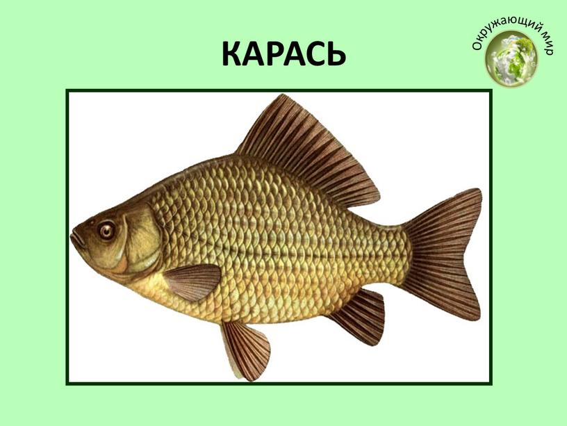 КАРАСЬ