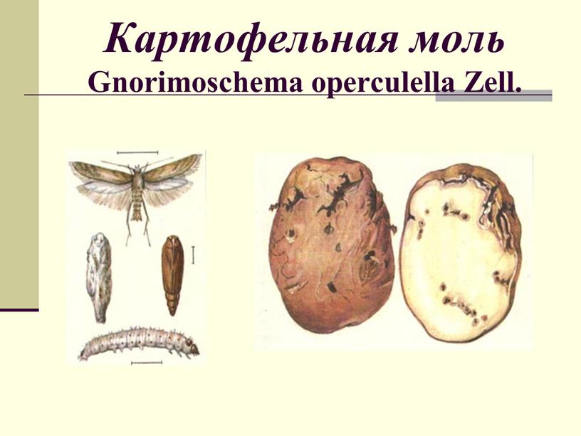 Картофельная моль Gnorimoschema operculella
