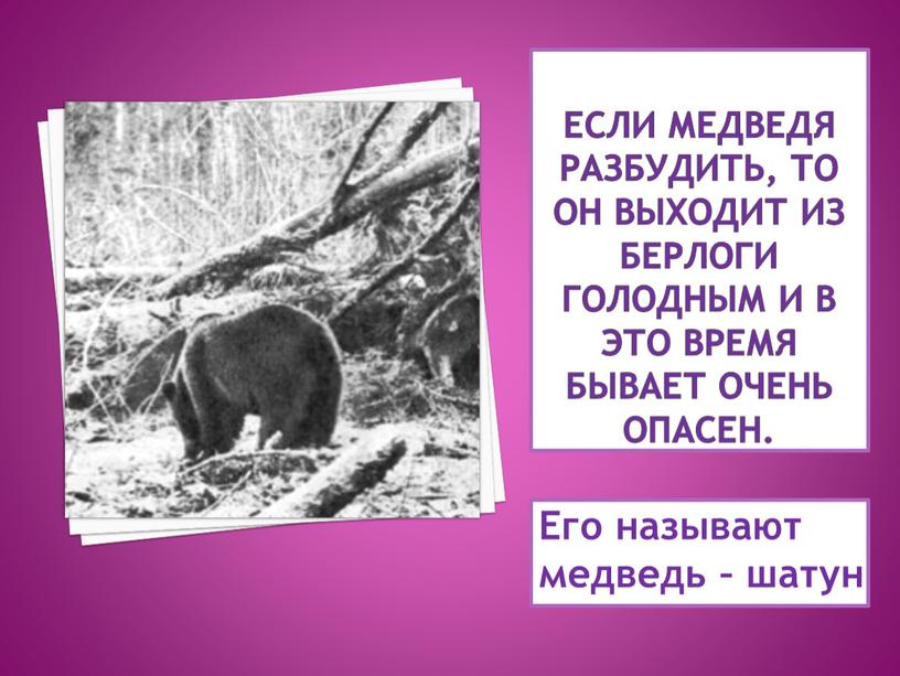 Если медведя разбудить, то он выходит из берлоги голодным и в это время бывает очень опасен