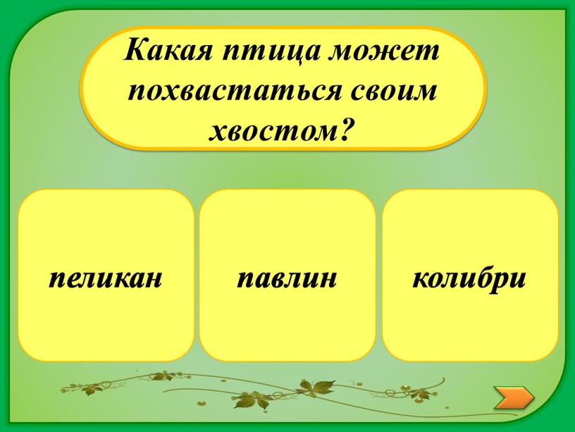 Какая птица может похвастаться своим хвостом? колибри пеликан