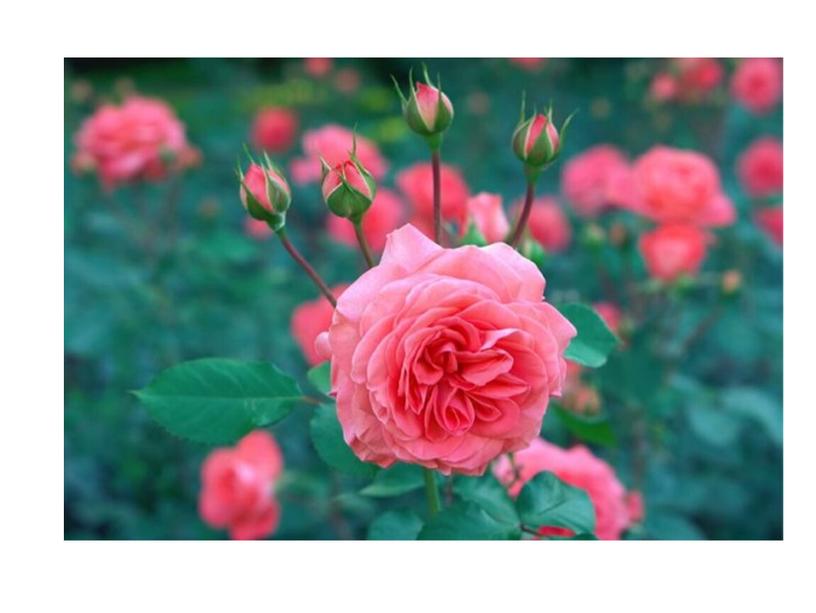Цветок любви - роза